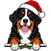 Weihnachten Berner Sennenhund