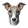 Whippet Dog