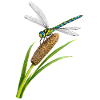 Libelle