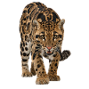 Nebelparder