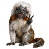Lisztaffe