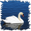 Schwan auf blauem Wasser