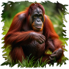 Orangutan im Grünen Fokus