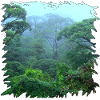 Regenwald Morgendunst