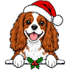 Weihnachten Cavalier King Charles Spaniel
