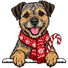 Weihnachten Border Terrier