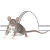 Kuscheliges Opossum-Junges