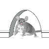 Graue Maus Nagetier-Icon mit Mondbogen
