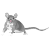 Graue Maus Illustration Ratte Nagetier