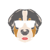 Berner Sennenhund Papa