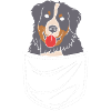 Berner Sennenhund