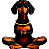Dackel Yoga Doga