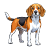 Beagle