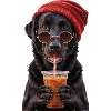 Labrador mit Mütze und Eiskaffee