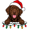 Weihnachten Brauner Labrador
