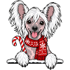 Weihnachten Chinesischer Schopfhund