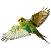 Wellensittich Kanarienvogel