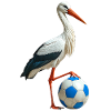 Weissstorch Störche