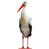 Weissstorch Störche