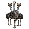 Vogelstrauss