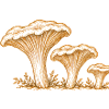 Pfifferlingsfamilie