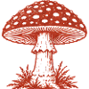 Fliegenpilz Illustration
