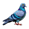 Taubenvogel