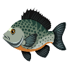 Crappie