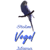 Stolze Vogelmama Blauer Wellensittich Geschenkidee