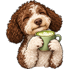 Lagotto Romagnolo mit Matcha Latte