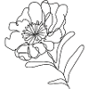 Pfingstrosenzeichnung Illustration