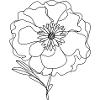 Pfingstrosenzeichnungsskizze