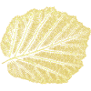 Haselnussblatt / Blatt Hasel - Natur & Garten