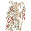 Weihnachts-Leshy-Slawischer Waldgeist-Folklore
