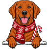 Weihnachten Labrador Retriever