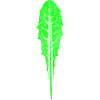 Löwenzahn Blatt / Garten & Natur