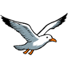 fliegende Möwe