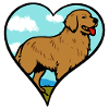 Golden Retriever Liebe Herz