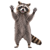 Waschbaer