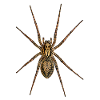 Spinne-Nosferatu