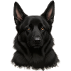 Schwarzer Schäferhund Porträt