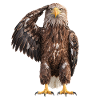 Seeadler Adler 