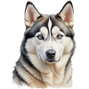 Blauer Augen Husky Kopf Illustration