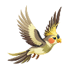 Einfacher Nymphensittich fliegt