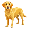 Gelber Labrador Retriever