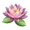 Wasserrosenblüte