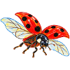 Fliegende Marienkäfer
