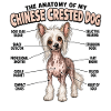 Chinesischer Schopfhund Hundebesitzer Gassi
