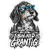 Grantiger Hund mit Brille