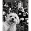 Malteser Hund Selfie Weihnachtsmann
